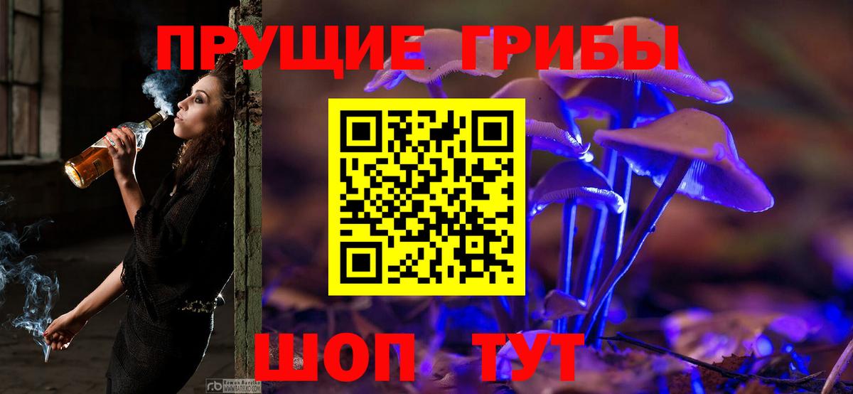 Волхов  Псилоцибиновые грибы Psilocybe  Вход с VPN  Псилоцибиновые грибы прущие грибы 